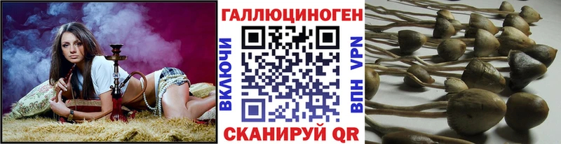 Псилоцибиновые грибы Psilocybine cubensis  кракен зеркало  Петровск  даркнет сайт 
